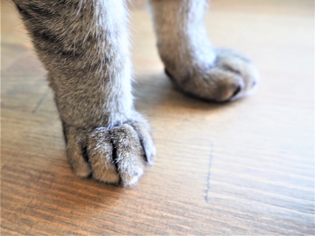 いわきリペアナビ　ペットリペア紹介イメージ画像