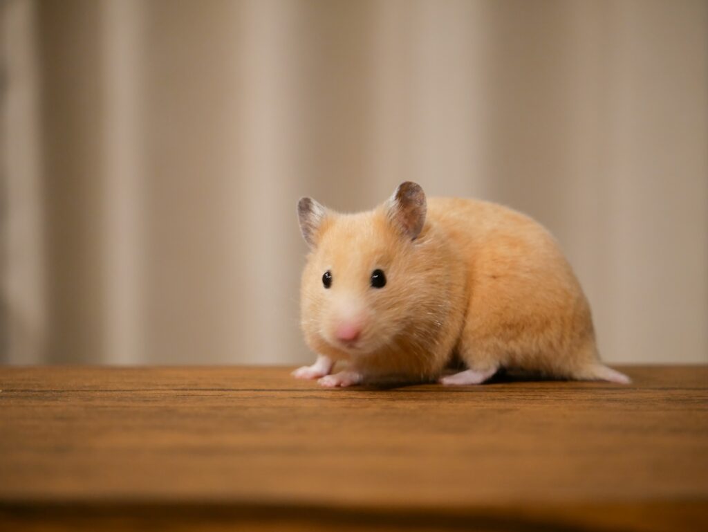 いわきリペアナビ　ペットリペア案内イメージ写真