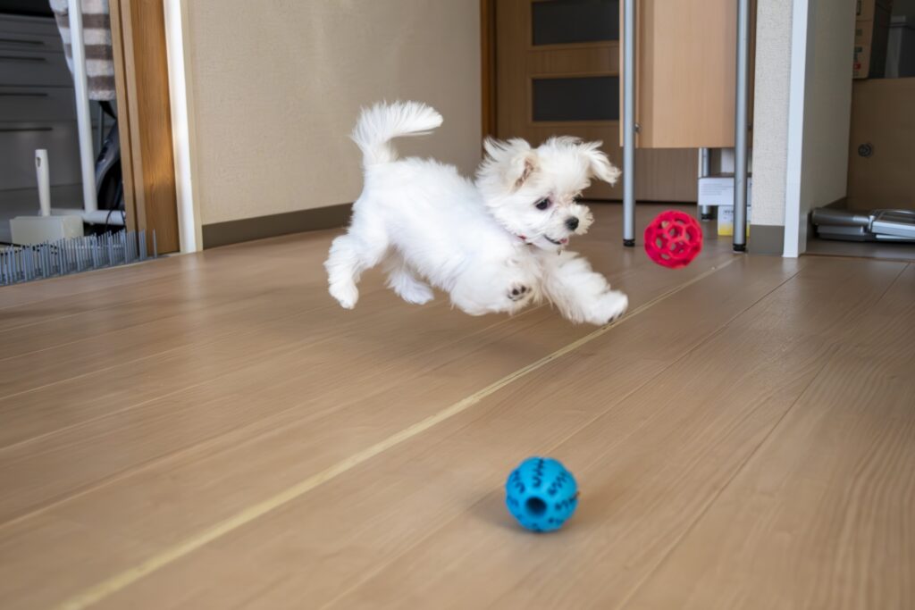 いわきリペアナビ　床補修案内イメージ写真