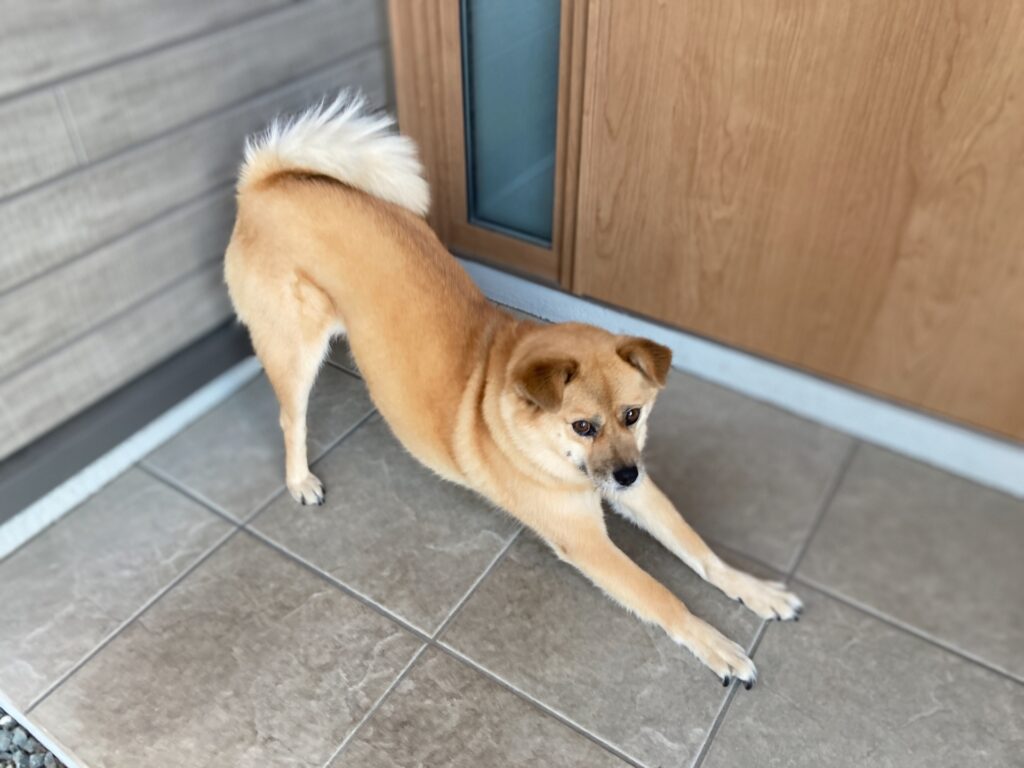 【いわき リペア・補修】交換せずに補修で費用削減｜いわきリペアナビ　玄関ドア前のわんちゃんイメージ画像